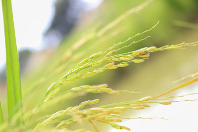 Close-up of plant on field