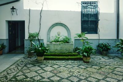 Potted plants on street against building