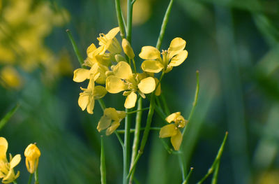 Close-up of yellow flowering plant