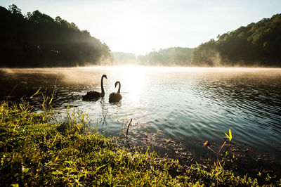 Swan swimming in lake against sky