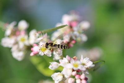 Close-up of bee pollinating on flower