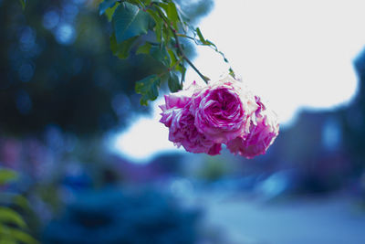 Close-up of pink rose blooming