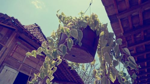 Low angle view of flowering plant against buildings