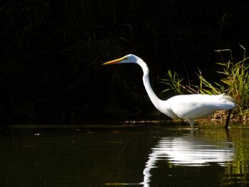 Bird flying over lake