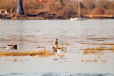 Brent geese .