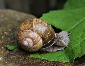 Close-up of snail