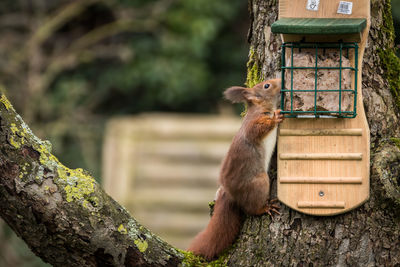 Close-up of squirrel on tree trunk