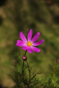 Close-up of pink flower blooming outdoors