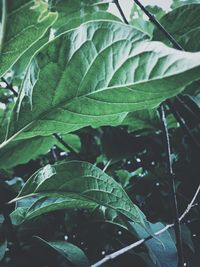 Close-up of plant growing in farm