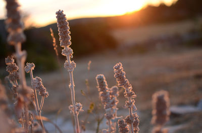 Close-up of frozen plant during sunset