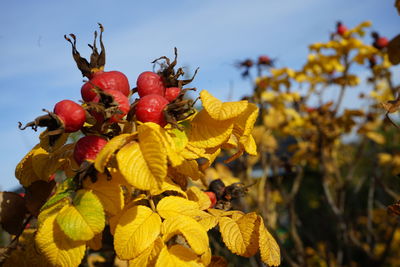 Close-up of red rose hip growing on plant against sky in autumn 