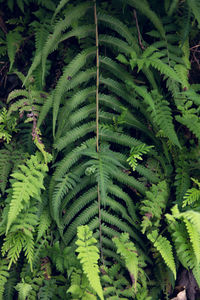 Close-up of fern leaves