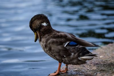 Close-up of bird perching on water