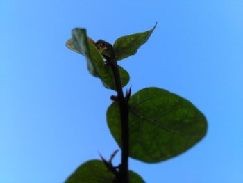 Close-up of plant against clear blue sky