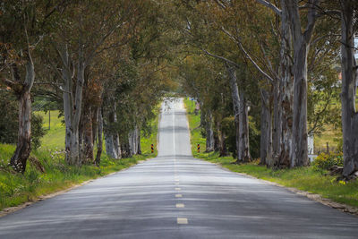 Empty road amidst trees