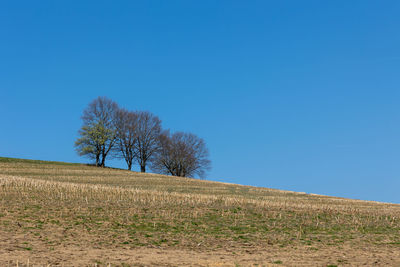 Bare tree on field against clear blue sky