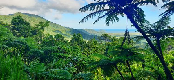 Scenic view of palm trees against sky