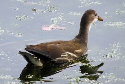 Close-up of duck swimming in lake