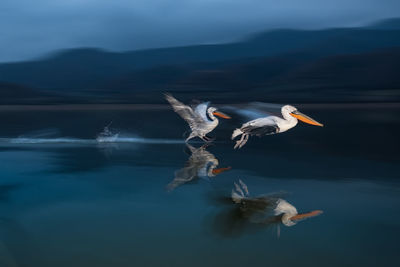 Seagulls flying over lake