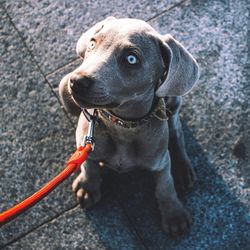 Close-up of an animal