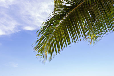 Low angle view of palm tree against blue sky