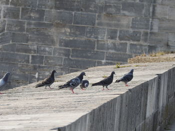 Birds perching on railing against wall