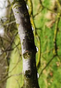 Close-up of moss growing on tree trunk