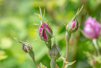 Close-up of pink flowering plant