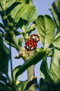 Close-up of butterfly on plant