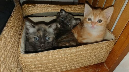 Portrait of cats in basket