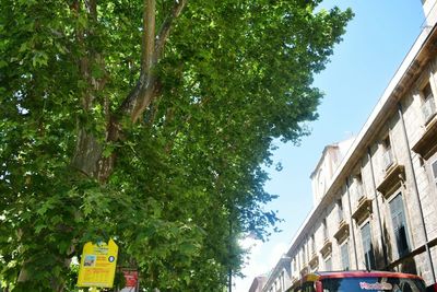 Low angle view of trees in city against sky