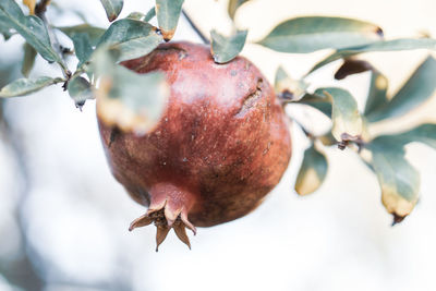 Close-up of fresh fruits hanging on tree