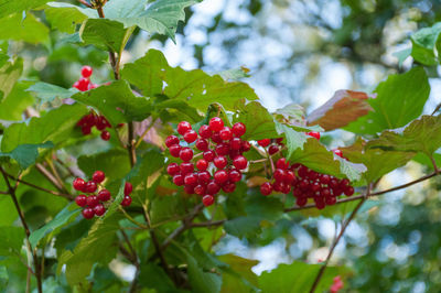 Low angle view of red currant growing outdoors