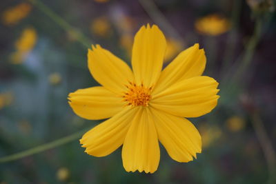 Close-up of yellow flower blooming outdoors