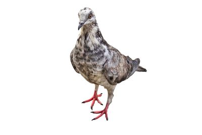 Close-up of bird perching on white background