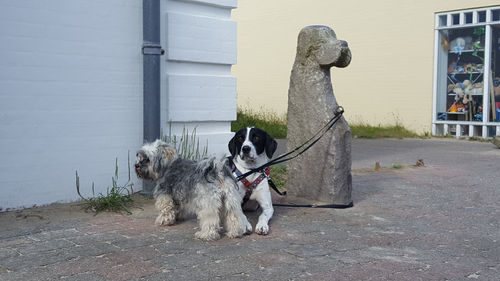 Dog with dogs in background