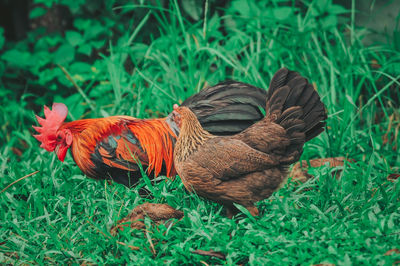 Close-up of a bird on field