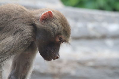 Close-up of monkey looking down