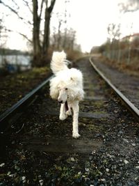 Dog on railroad track against sky