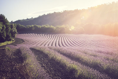 Scenic view of agricultural field against sky