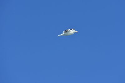 Low angle view of bird flying against clear blue sky