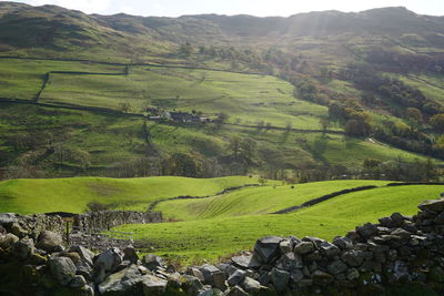 Scenic view of agricultural field