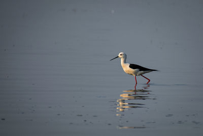 Side view of a bird in water