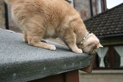 Close-up of ginger cat