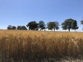 View of field against clear sky