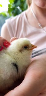 Close-up of hand holding young bird