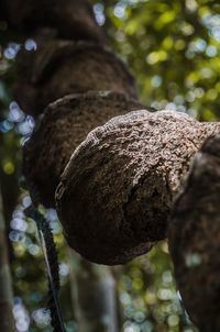Close-up of mushroom growing on tree trunk