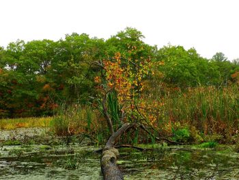 Scenic view of lake in forest against clear sky