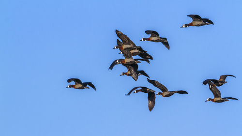 Low angle view of birds flying