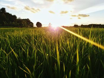 Scenic view of grassy field against sky